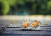 ​个性长网名纯文字