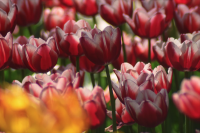 ​想家的文案短句干净治愈（突然想家的心情说说 一句话的简单想家说说）