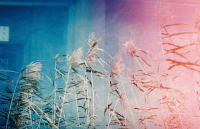 ​属牛女孩名字洋气的小名_我会爱你何必！