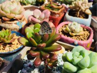 ​养多肉的幸福句子 养多肉的心情说说