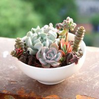 ​朋友圈晒肉肉花的心情短语 养肉肉的朋友圈说说