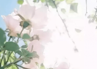 ​qq网名女生超拽霸气带符号