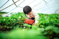 ​摘草莓的简短心情说说 摘草莓的个性短语说说