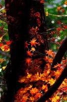 ​梧桐树说说的心情 ，秋色渐深，催老了梧桐，也斑驳了岁月