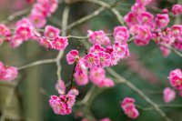 ​关于花的唯美句子心情短语（关于花的浪漫文案）