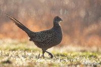 ​下雨天的心情经典句子短语（一直下雨的心情说说典句子短语）