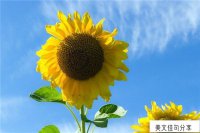 ​心情极度低落的句子短句说说(一瞬间情绪崩溃的句子55句)