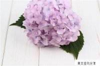 ​深夜心情低落说说发朋友圈(心酸委屈自己扛的句子44句)