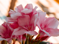 ​清逸4字古风意境唯美名字浮华秀丽