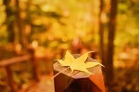 ​秋已尽冬将至唯美句子（16句秋未尽冬已至表达心情短句）