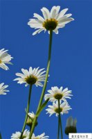 ​简单的说说唯美句子(生活心态的唯美说说)