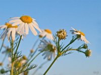 ​阳光暖心的早安句子(简单干净说到心坎里了)