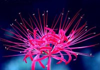 ​心灵的深处写一段话（20句描写心灵的深处的句子）