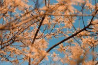 ​有关沉默是金的唯美句子（沉默养心的经典短句）