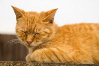 ​帮我取个网名