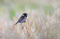 ​很拽的抖音网名