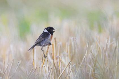 很拽的抖音网名