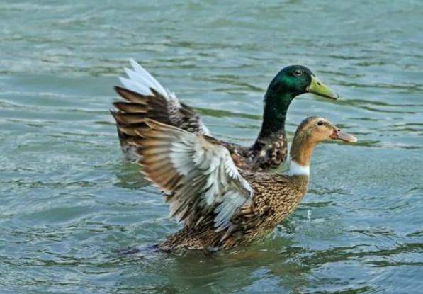 鸭子如何取名字好听(给鸭子取什么名字好听)-第1张图片- 鸭子如何取名字好听(给鸭子取什么名字好听)-第1张图片-