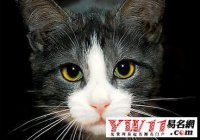 ​为什么猫不能取名字？玏为什么不能取名字