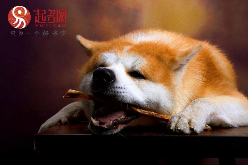 独特小众沙雕的宠物名字推荐，独一无二逗比的宠物名-第1张图片-