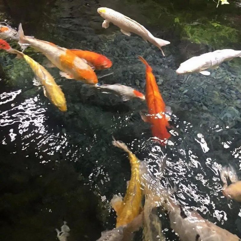 61个简短的英语qq名字精选，个性好听的的英文昵称-第1张图片-