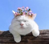 ​好听可爱的宠物英文名字分享，2023独一无二流行的英文昵称