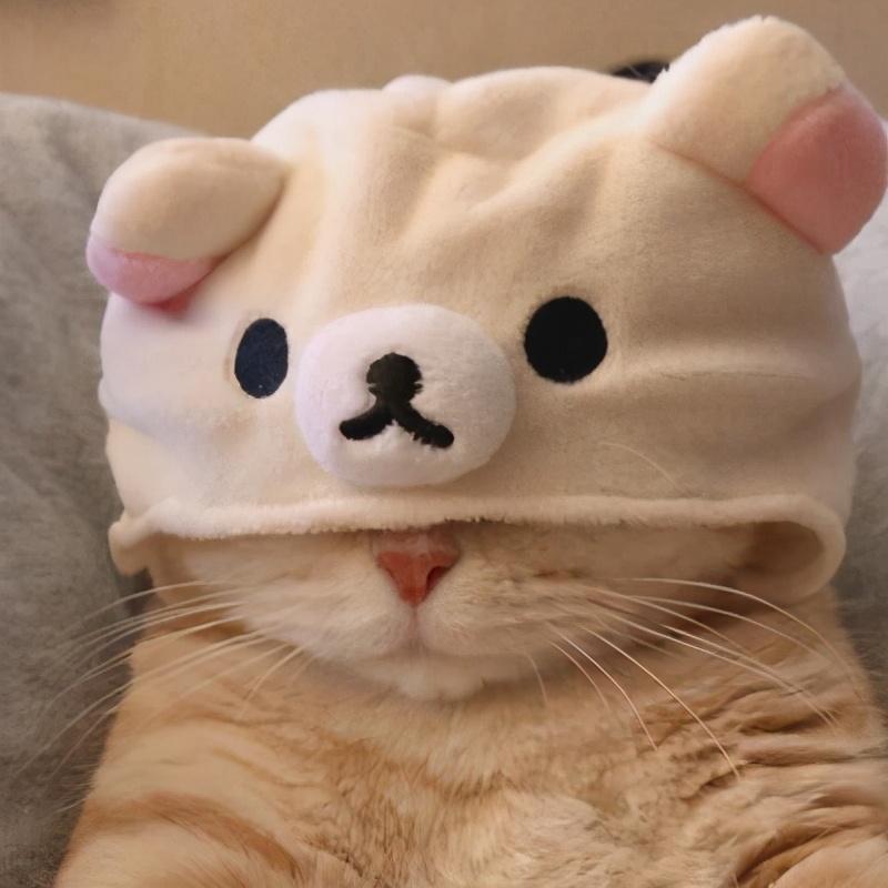 好听可爱的宠物英文名字分享，2023独一无二流行的英文昵称-第2张图片-