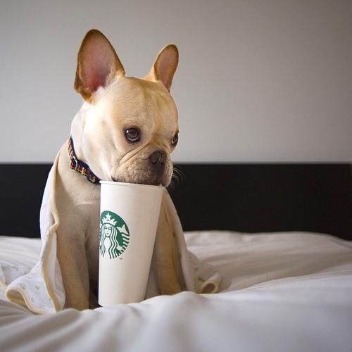 好听洋气的母狗狗名字大全，高雅独特可爱的宠物狗狗名字-第1张图片-