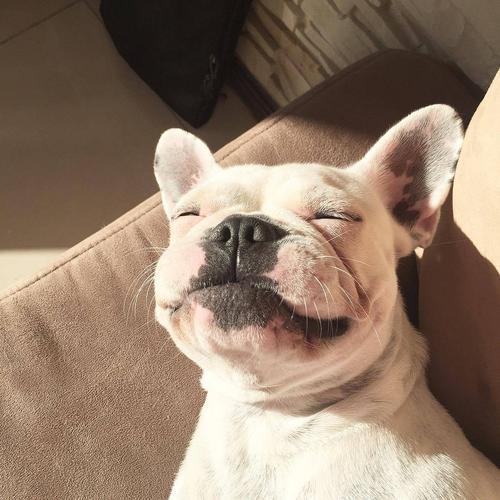 好听洋气的母狗狗名字大全，高雅独特可爱的宠物狗狗名字-第2张图片-