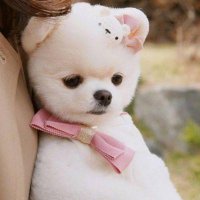 ​独特个性霸气最火的狗名2022，吉利好运财旺洋气点的狗狗名字