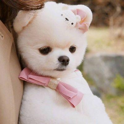 独特个性霸气最火的狗名2022，吉利好运财旺洋气点的狗狗名字-第1张图片-