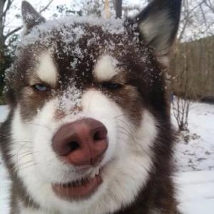 2022奇葩又好听搞笑的狗名字大全，沙雕嘻哈的狗狗名字分享-第1张图片-