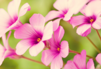 ​放弃治疗的二货网名(精选1692个)