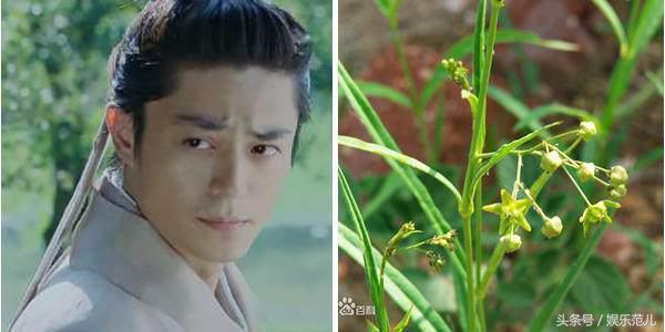 仙剑三人物名字来源（仙剑三中主角对应的植物很少人能认全）(5)