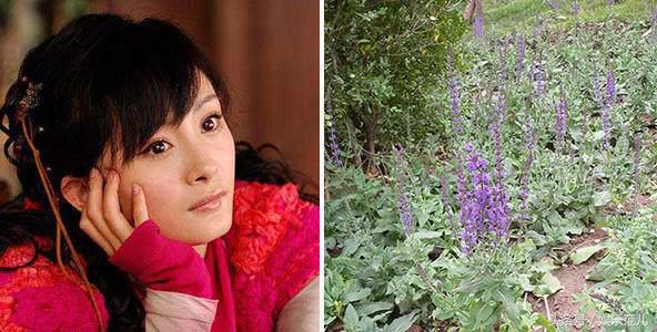 仙剑三人物名字来源（仙剑三中主角对应的植物很少人能认全）(4)