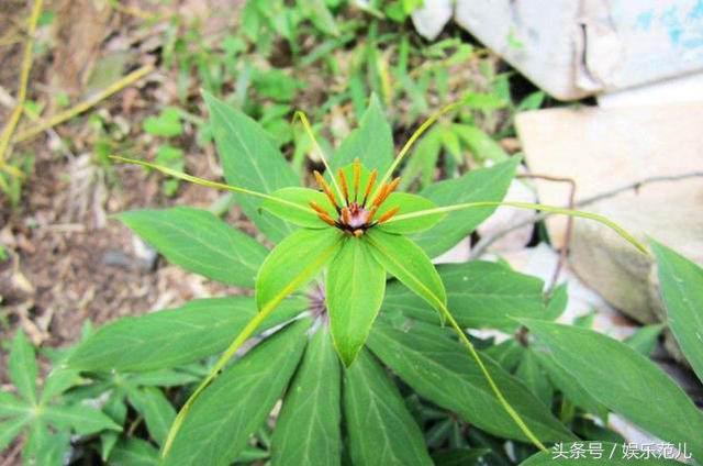 仙剑三人物名字来源（仙剑三中主角对应的植物很少人能认全）(9)