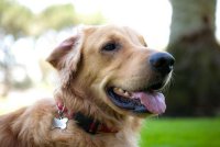 ​金毛狗名字（这些名字都好听）