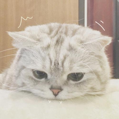 有创意的宠物名字大全（最全的宠物名字大全萌萌哒超可爱哦-可爱点）(1)