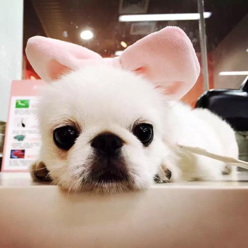 有创意的宠物名字大全（最全的宠物名字大全萌萌哒超可爱哦-可爱点）(2)