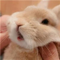 ​宠物小白兔名字可爱洋气（宠物兔名字大全娇滴滴的惹人怜爱-可爱点）