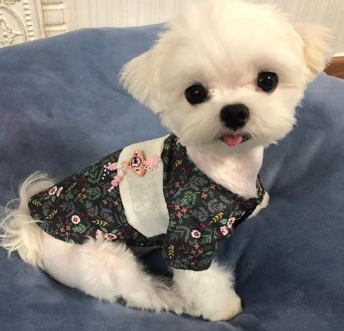 qq炫舞好听宠物名字（霸气炫舞厉害的宠物名字威风凛凛-可爱点）(2)