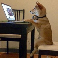 ​qq炫舞好听宠物名字（霸气炫舞厉害的宠物名字威风凛凛-可爱点）