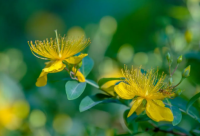 ​有寓意的英文网名简短