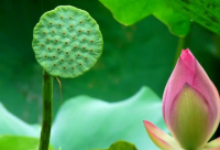 ​干净简短的励志网名(225个)