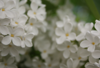 ​让人静心的精致个性网名(225个)