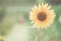 ​描写心情好的句子大全81句