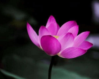 ​阳光幸运好听的网名 三寸金脸