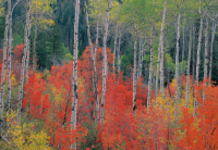 ​霸气孤傲古风男孩名字