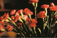 ​网名ins仙气--慰藉