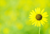 ​姓韩的女孩名字大全 韩姓女孩起名149个